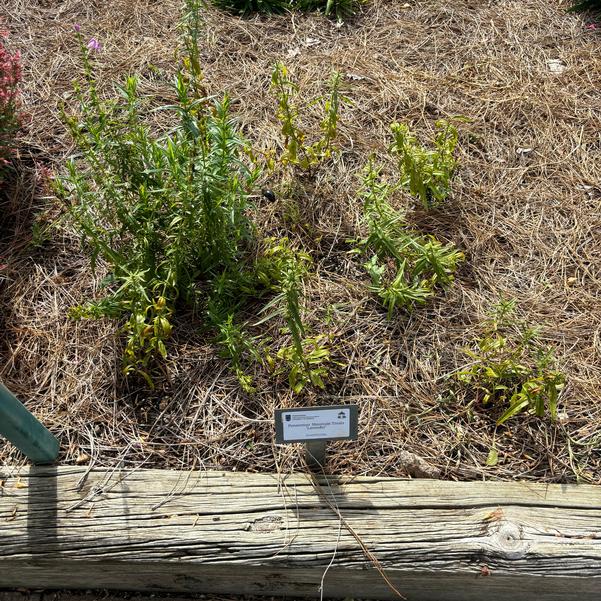 Penstemon Mountain Treats 'Lavender' Image