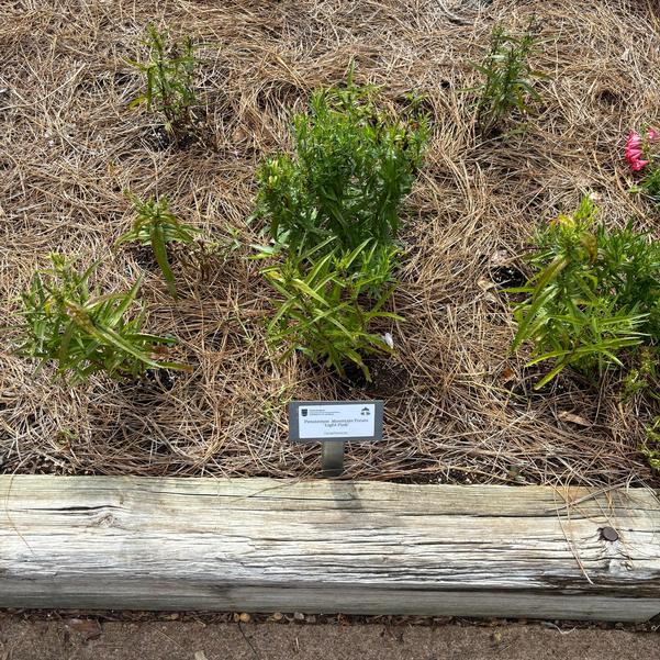 Penstemon Mountain Treats 'Light Pink' Image