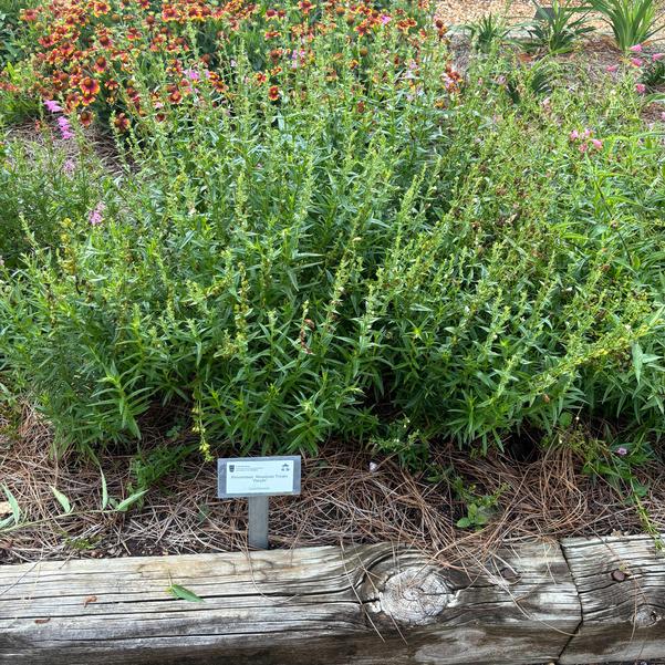 Penstemon Mountain Treats 'Purple' Image