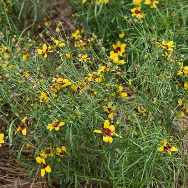 Coreopsis DESIGNER THREADS 'Golden Needles'' Image