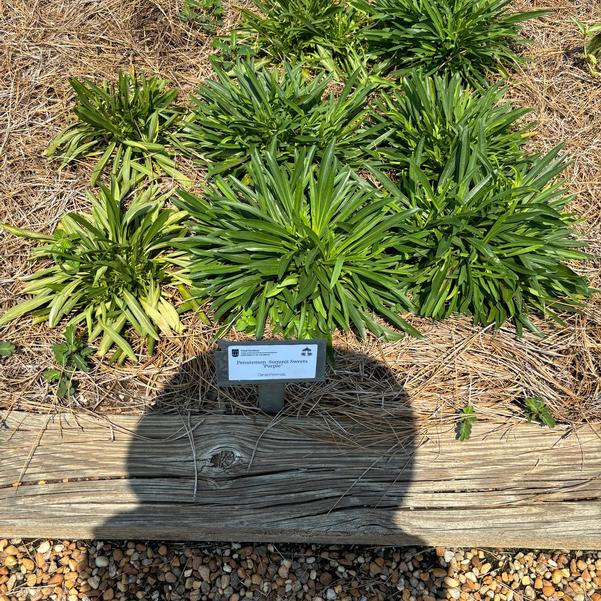 Penstemon Summit Sweets 'Purple' Image