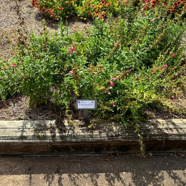 Penstemon Mountain Treats 'Red (Quartz Red)' Image