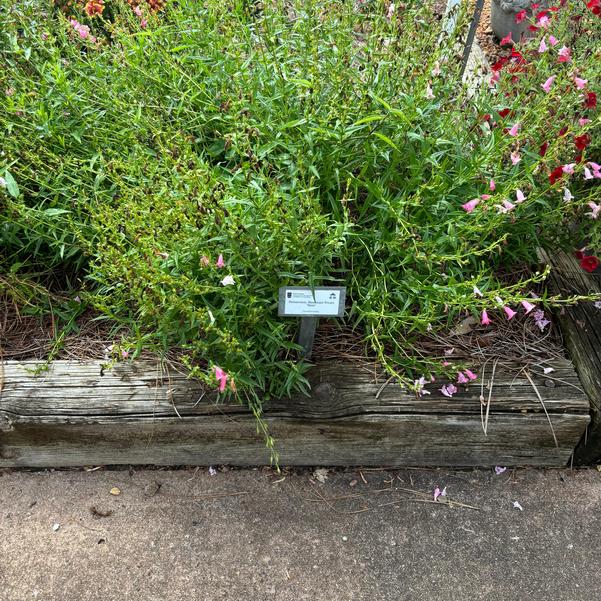 Penstemon Mountain Treats 'Rose' Image