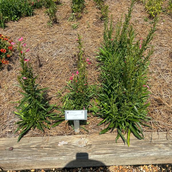 Penstemon Summit Sweets 'Ruby' Image