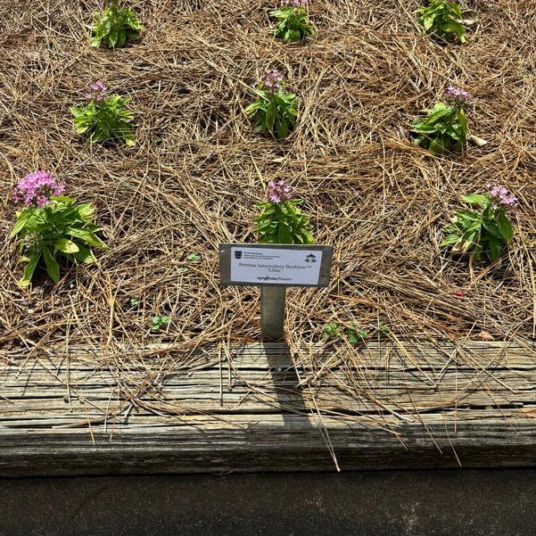 Pentas lanceolata Beehive™ 'Lilac' Image