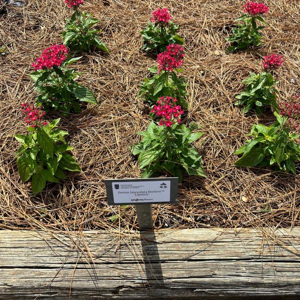 Pentas lanceolata Beehive™ 'Lipstick' Image