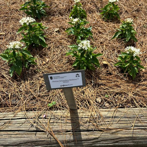 Pentas lanceolata Beehive™ 'White' Image