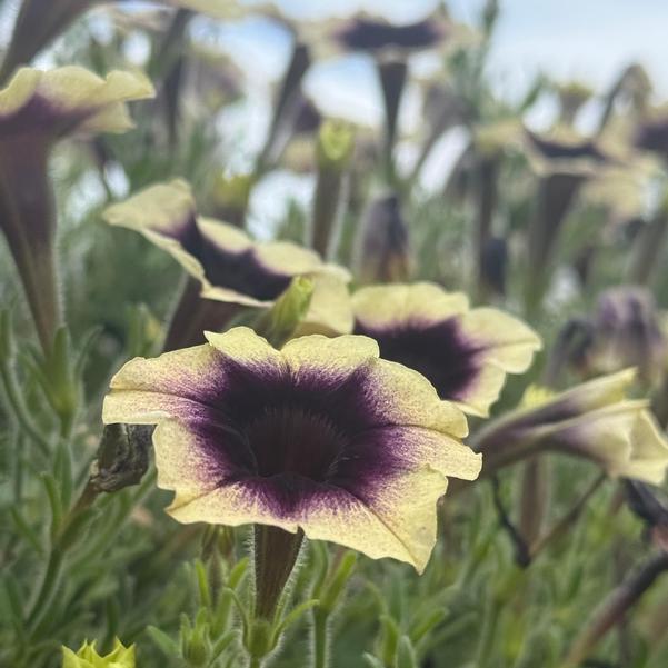 Petunia Surfina Heavenly 'Blackberries & Cream' Image