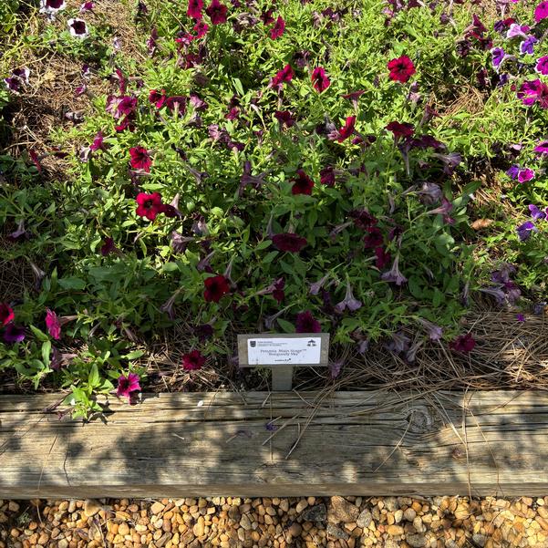 Petunia Main Stage™ 'Burgundy Sky' Image