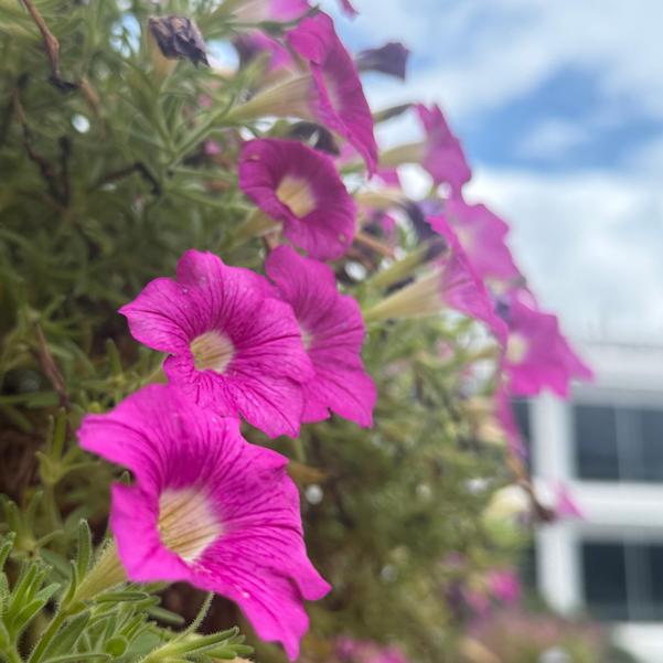 Petunia 'Purple Fantasy' Image