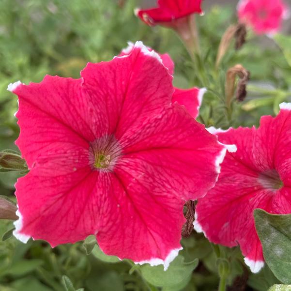 Petunia Headliner™ 'Strawberry Picotee' Image