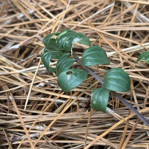 Polemonium reptans 'Prince' Image