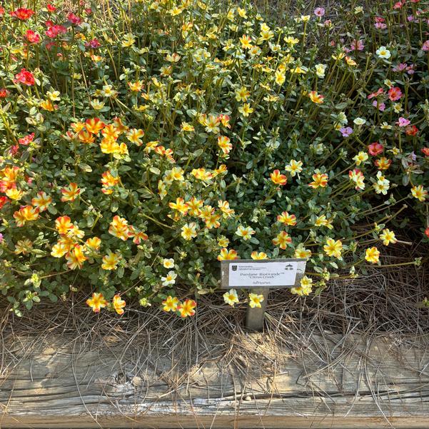 Purslane RíoGrande™ 'Citrus Crush' Image