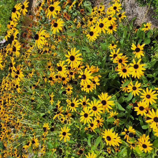 Rudbeckia 'Treasure Trove' Image