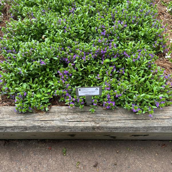 Scaevola aemula Fanatix™ 'Compact Dark Blue' Image