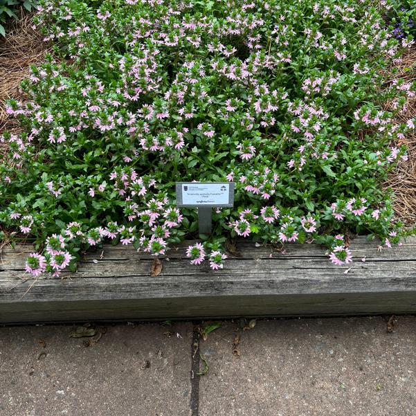 Scaevola aemula Fanatix™ 'Pink' Image