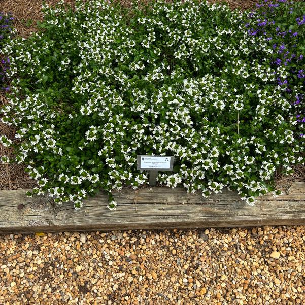 Scaevola aemula Fanatix™ 'White' Image