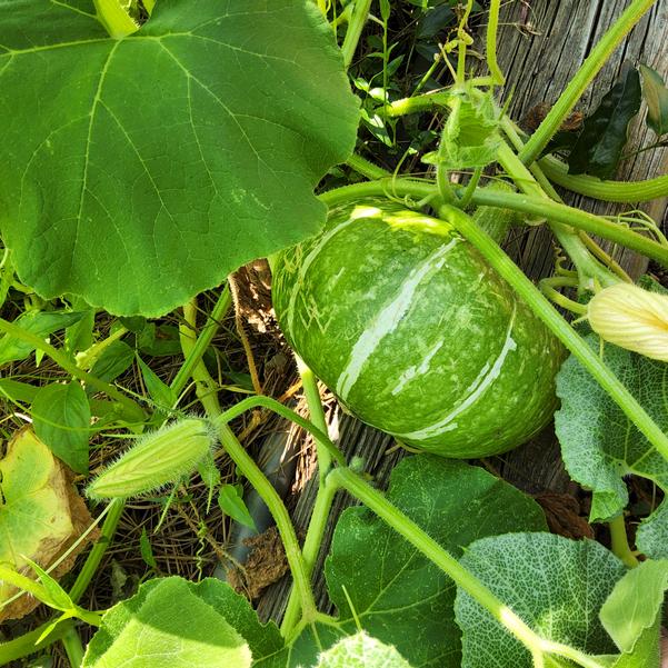 Squash 'Marron D'or' Image