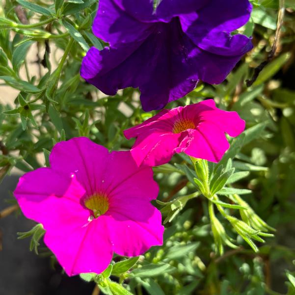 Trixi® 'Bodacious Blooms' Image