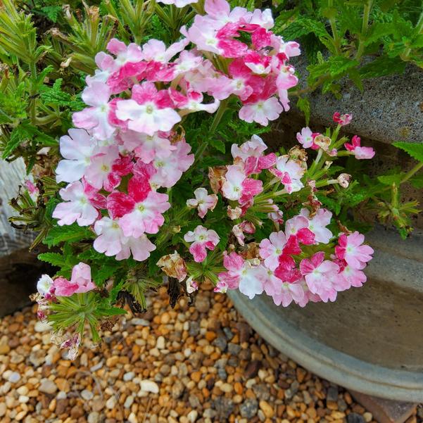 Verbena Vanessa Compact 'Bicolor Marshmallow' Image