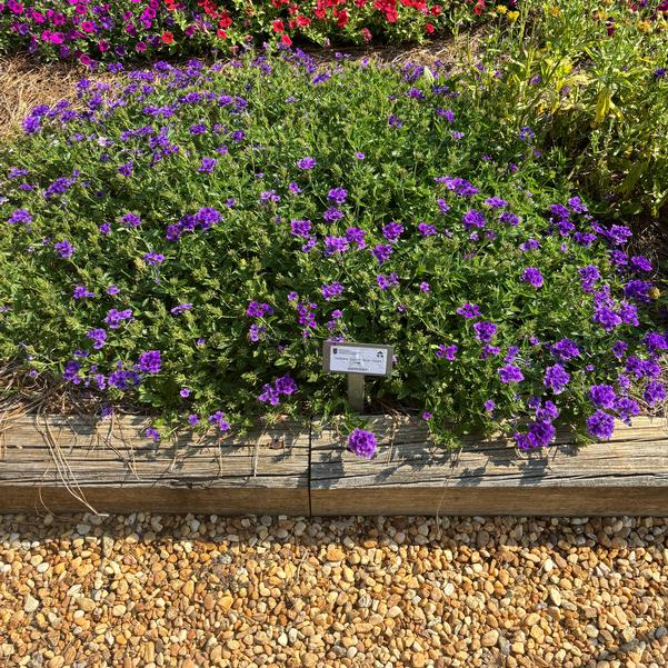 Verbena Tapien 'Blue-Violet Imp.' Image