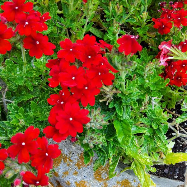 Verbena Vanessa Compact 'Hot Red' Image