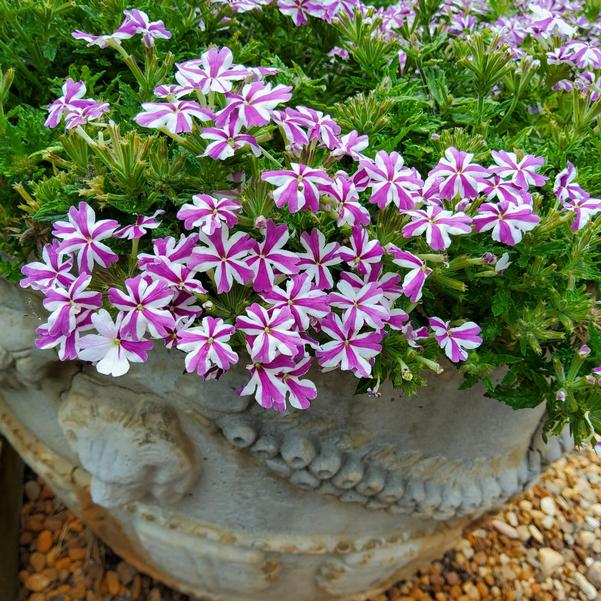 Verbena Beats™ 'Lavender Star' Image