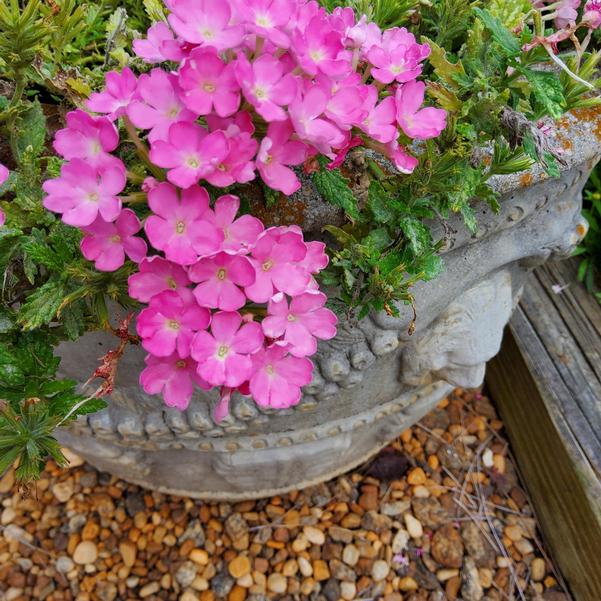 Verbena Empress® Sun Kiss 'Pink' Image