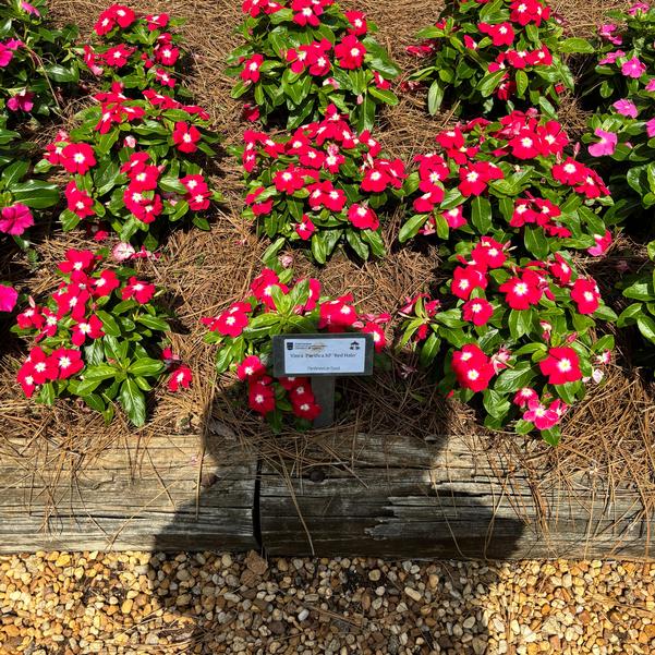 Vinca Pacifica XP 'Red Halo' Image