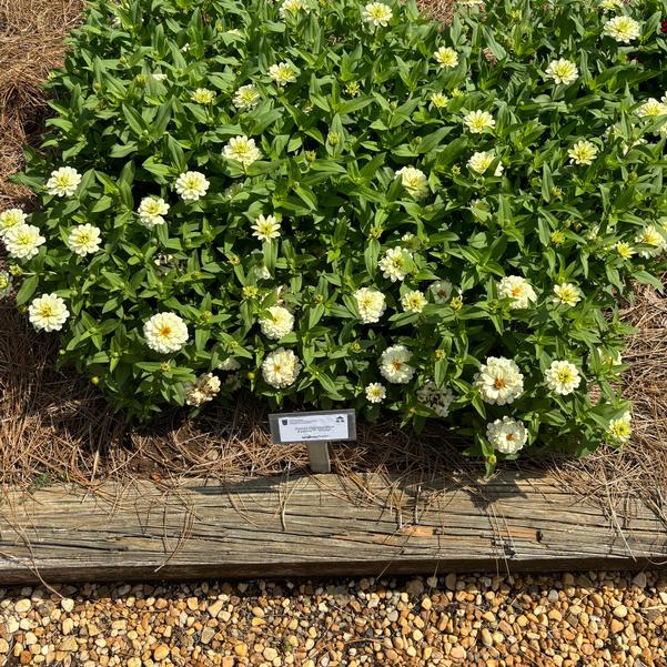 Zinnia marylandica Zydeco™ 'White' Image