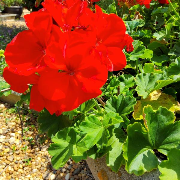 Zonal Geranium Sunrise™ 'Bright Scarlet 26' Image