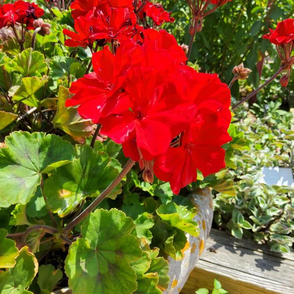 Zonal Geranium Moonlight™ 'Dark Red 26' Image