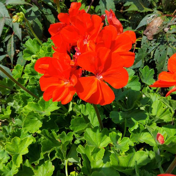 Zonal Geranium Moonlight™ 'Orange 26' Image