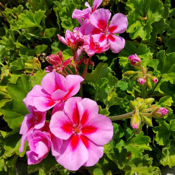 Zonal Geranium Moonlight™ 'Purple+Big Eye' Image