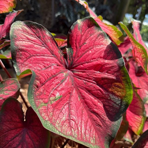Caladium 'Red Glamour' Image