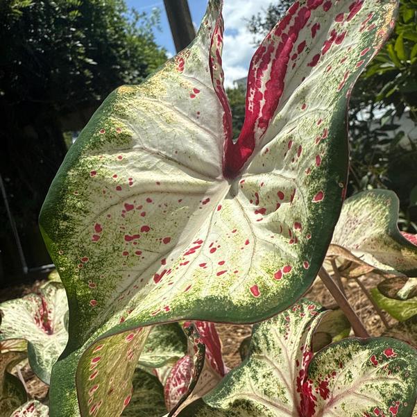 Caladium 'Peppermint' Image