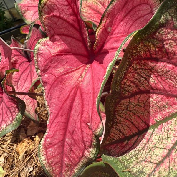Caladium 'Puppy Love' Image