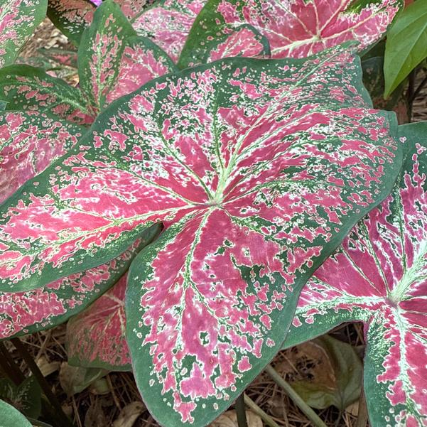 Caladium 'Ballet Slippers' Image