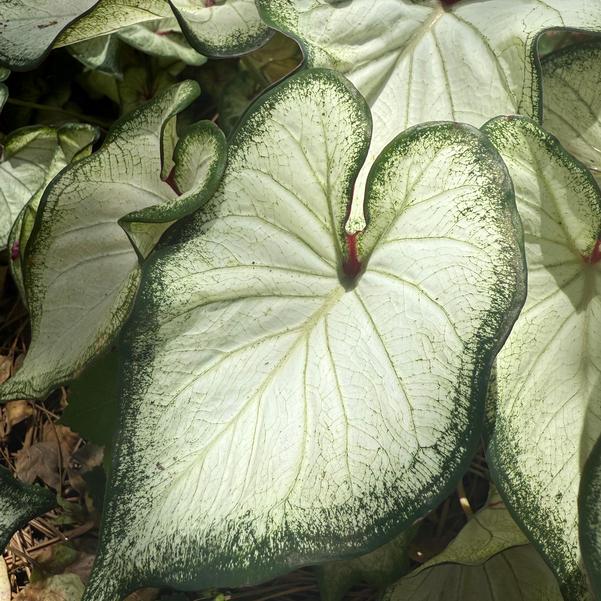 Caladium 'High Society' Image