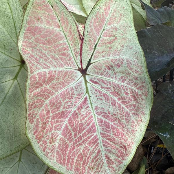 Caladium 'Pink Lemonade' Image