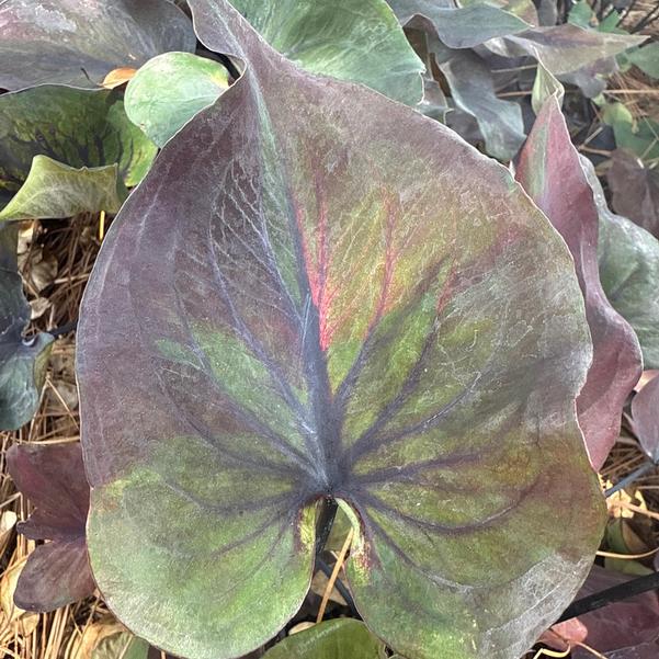 Caladium 'Midnight Oil' Image