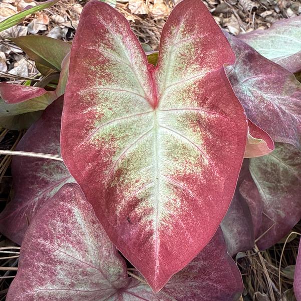 Caladium 'Crème Brulee' Image