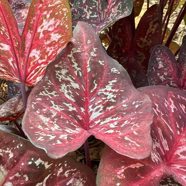 Caladium 'Escape Artist' Image
