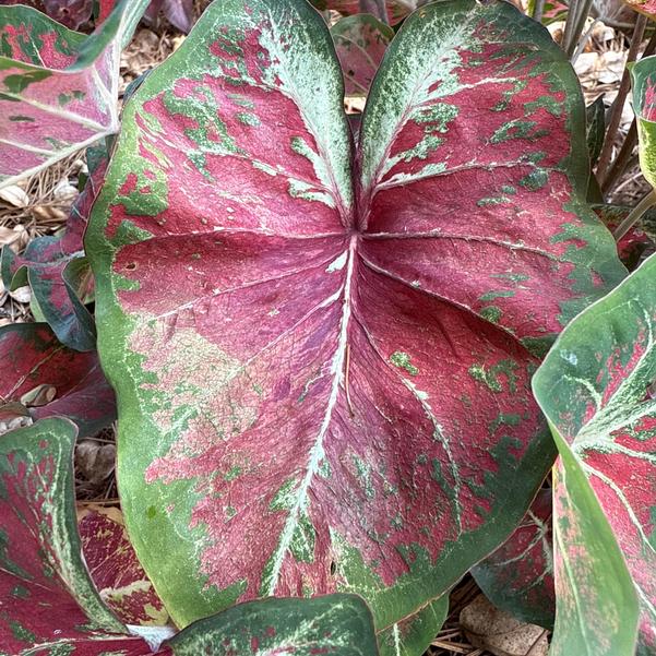 Caladium 'New Dawn' Image