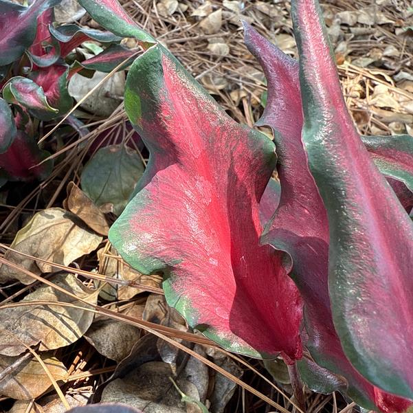 Caladium 'Sheer Magic' Image
