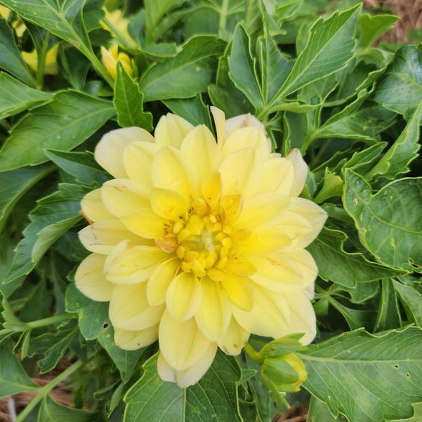 Dahlia Virtuoso™ 'Dayglo Yellow™' Image