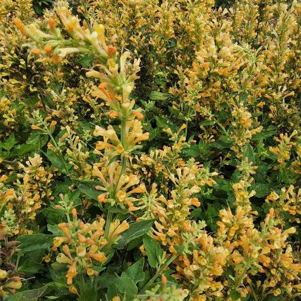 Agastache 'Peach Pearl' Image