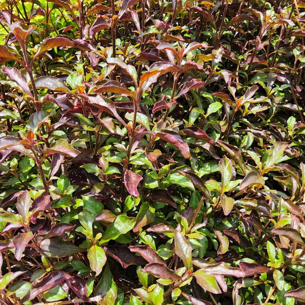 Alternanthera Red Carpet Image