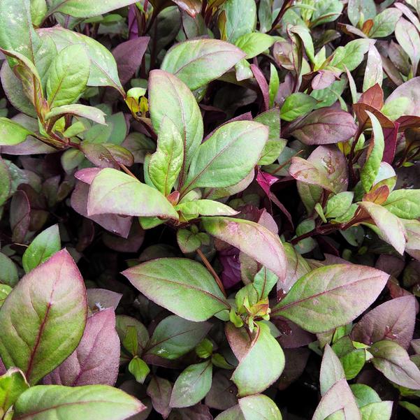 Alternanthera Little Ruby Image