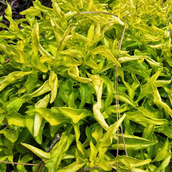 Alternanthera True Yellow Image
